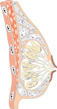 Der Aufbau der weiblichen Brust